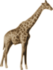 Tall Giraffe Clip Art